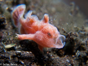 Baby frogfish , smaller than a pea. Taken with Canon G12 ... by Beate Seiler 
